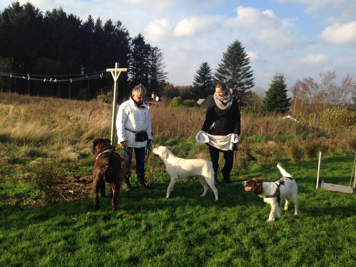 Labrador retriever Sika billede 11