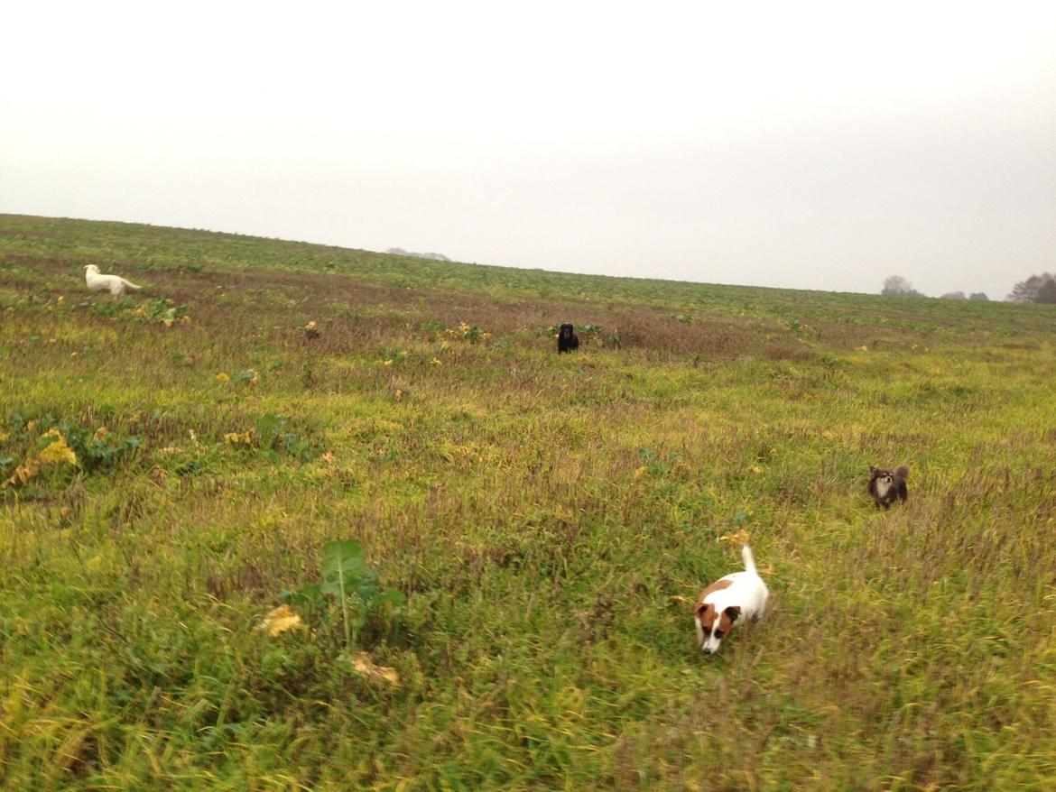 Labrador retriever Sika billede 12