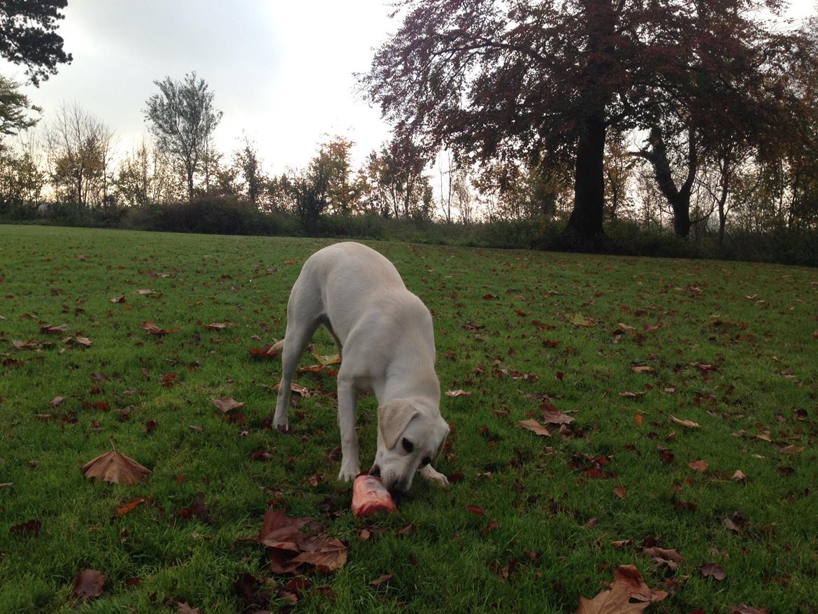 Labrador retriever Sika billede 13