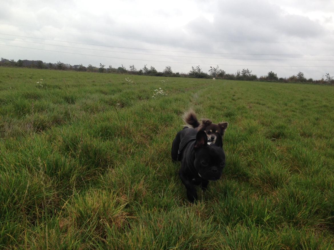 Chihuahua Badu billede 1