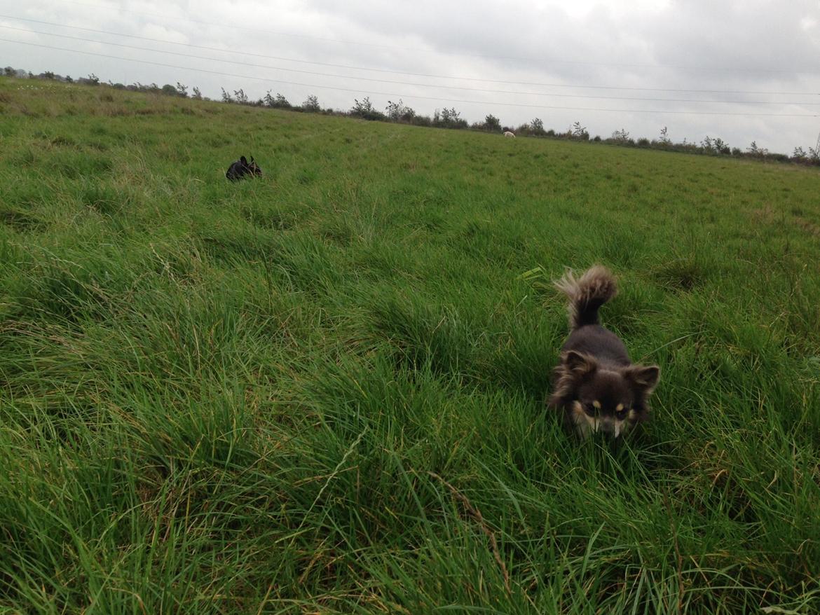 Chihuahua Badu billede 2