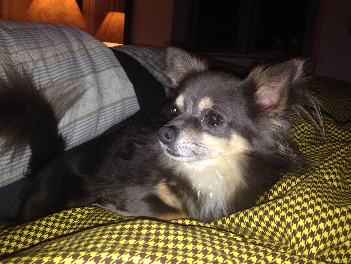 Chihuahua Badu billede 3