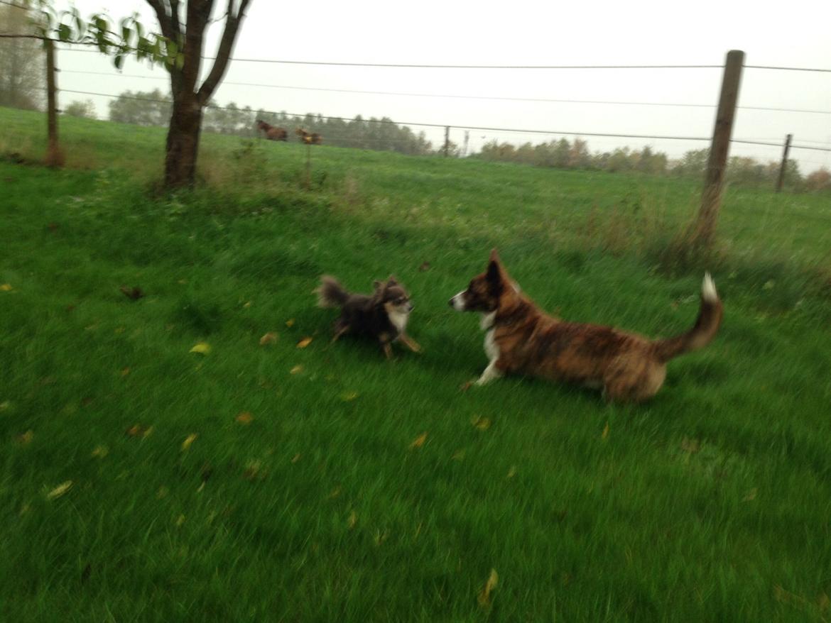 Chihuahua Badu billede 4