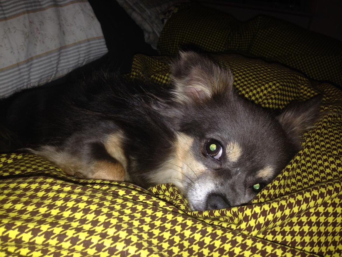 Chihuahua Badu billede 5