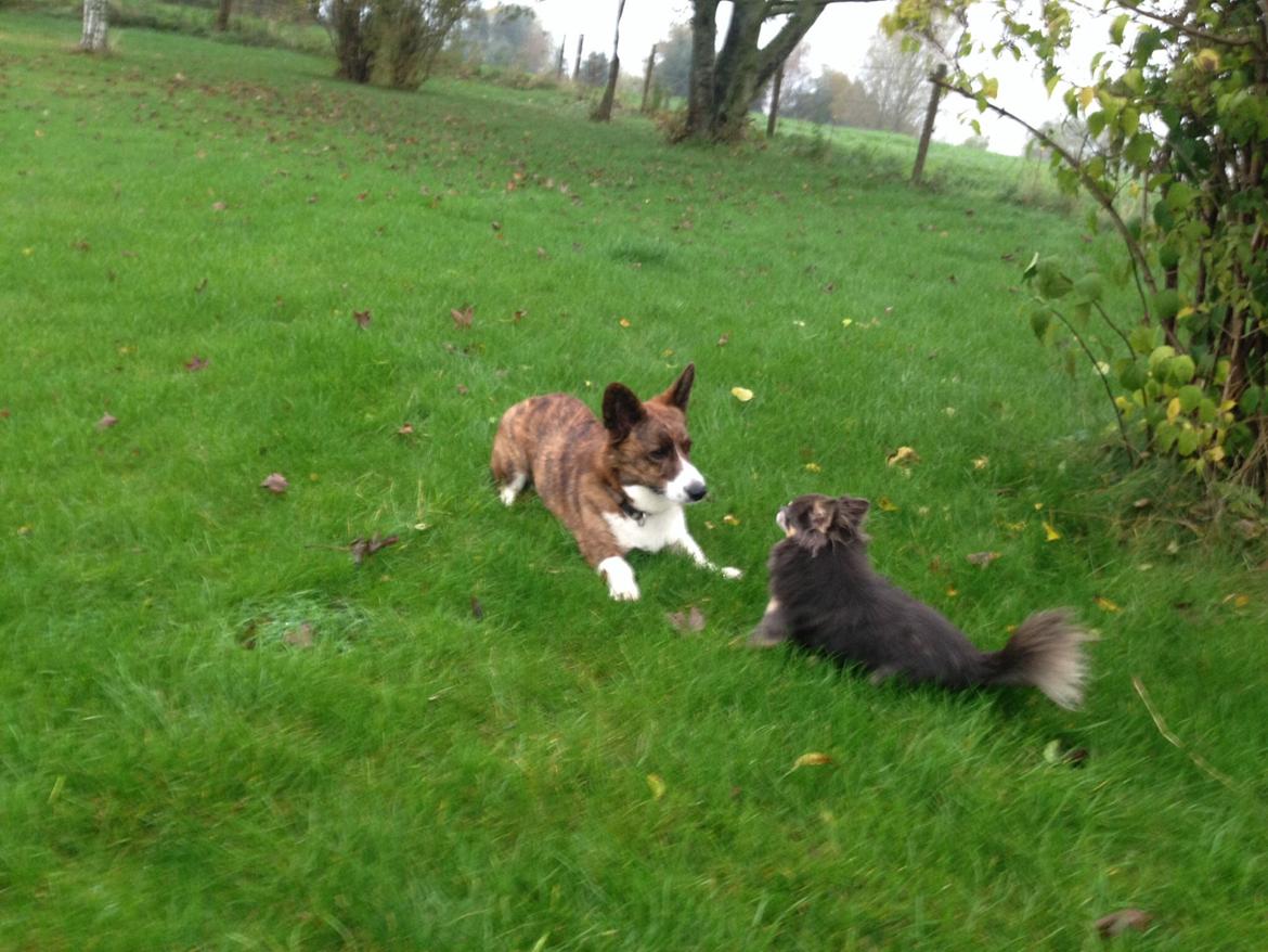 Chihuahua Badu billede 6