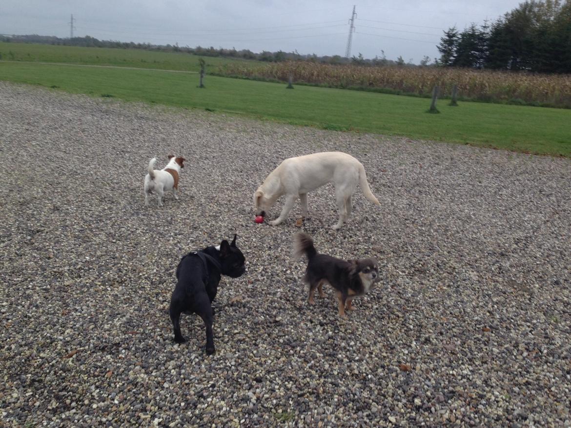 Chihuahua Badu billede 7