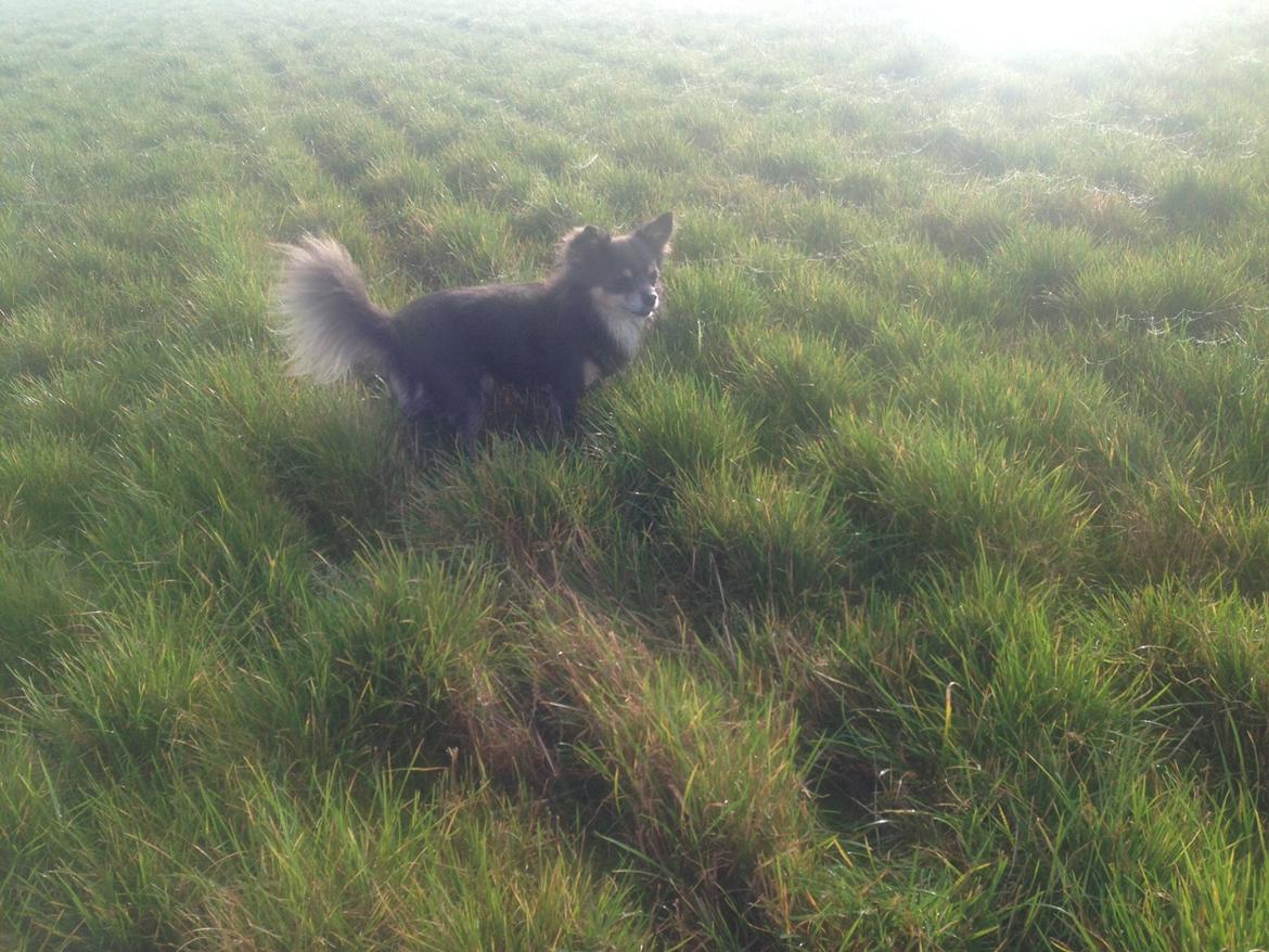 Chihuahua Badu billede 8