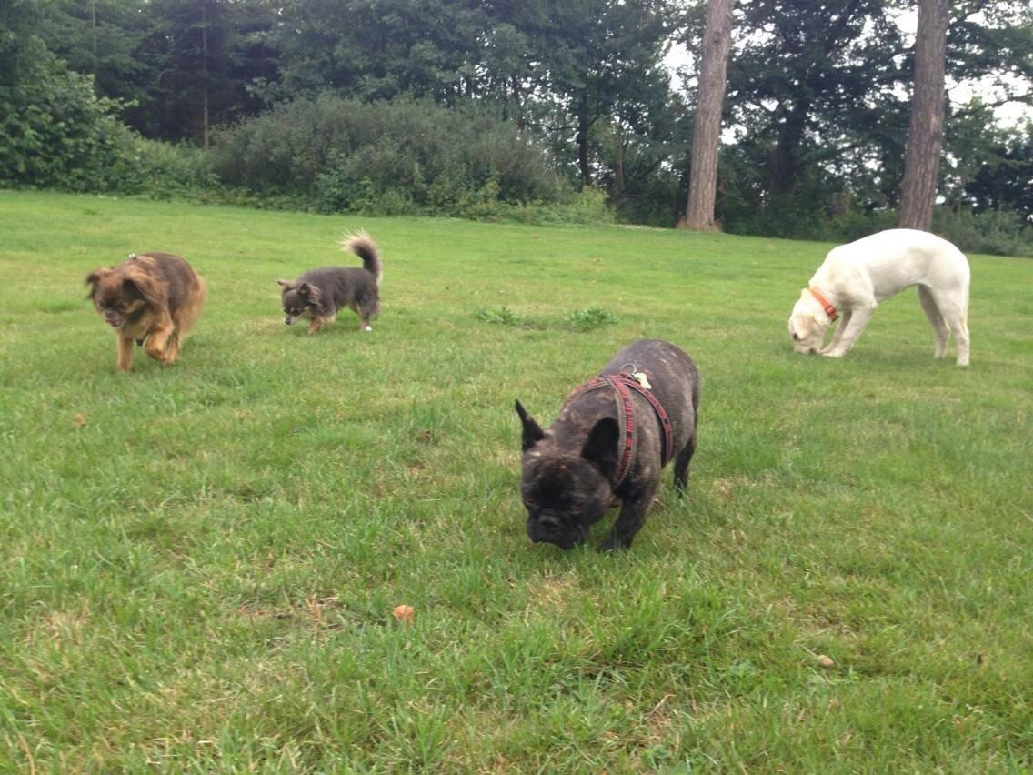 Chihuahua Badu billede 9