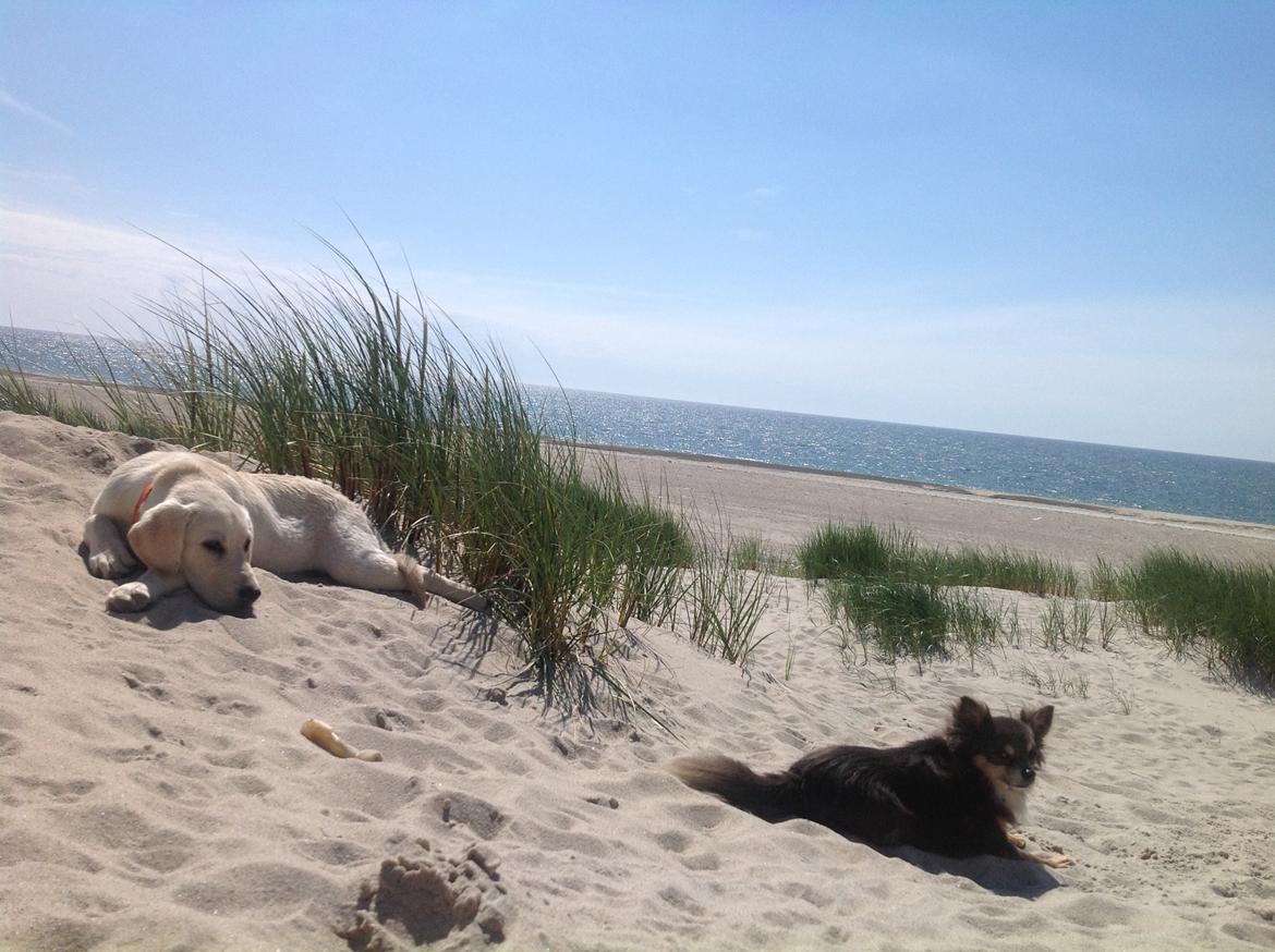 Chihuahua Badu billede 10