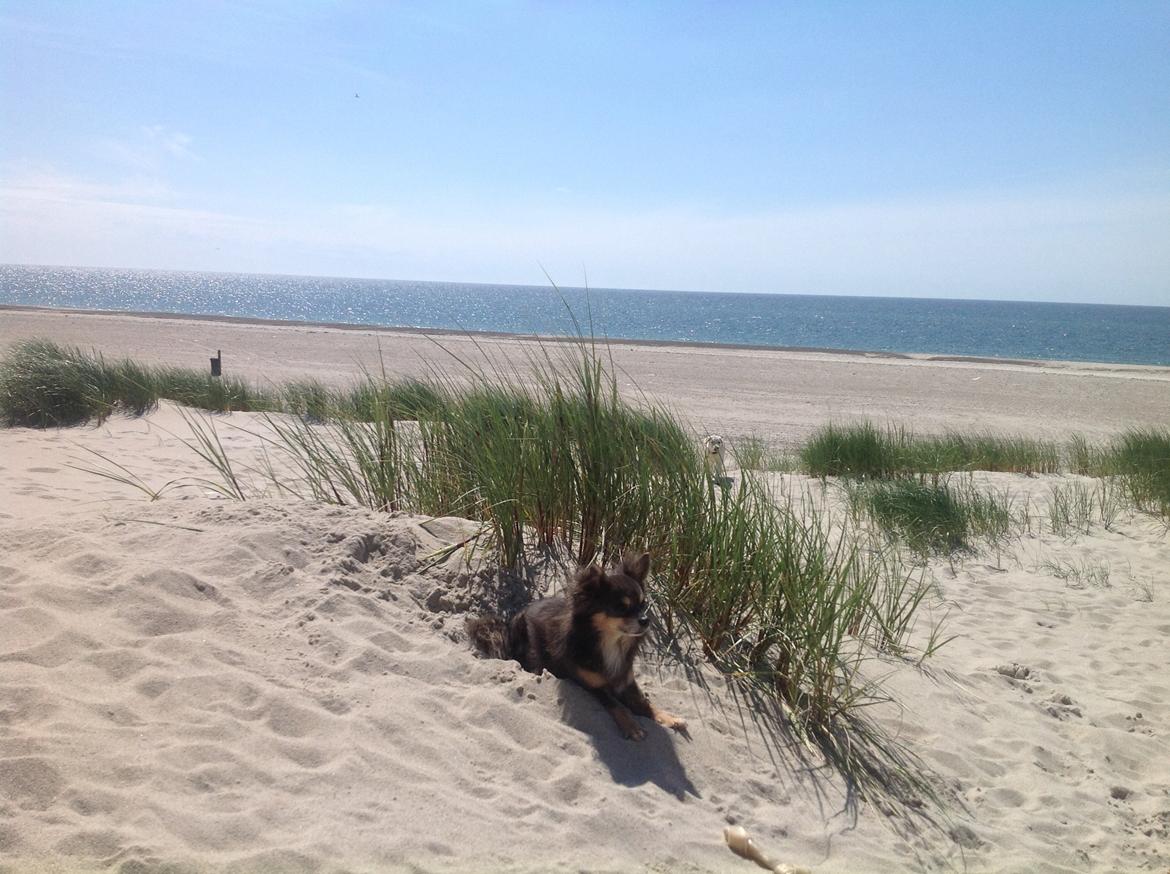 Chihuahua Badu billede 11