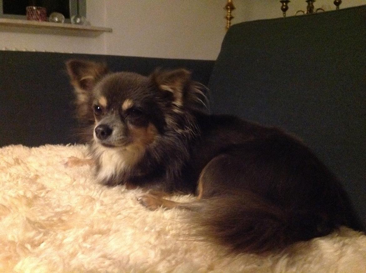 Chihuahua Badu billede 12