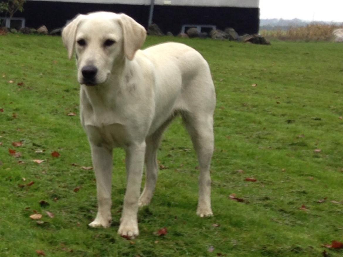 Labrador retriever Sika billede 14