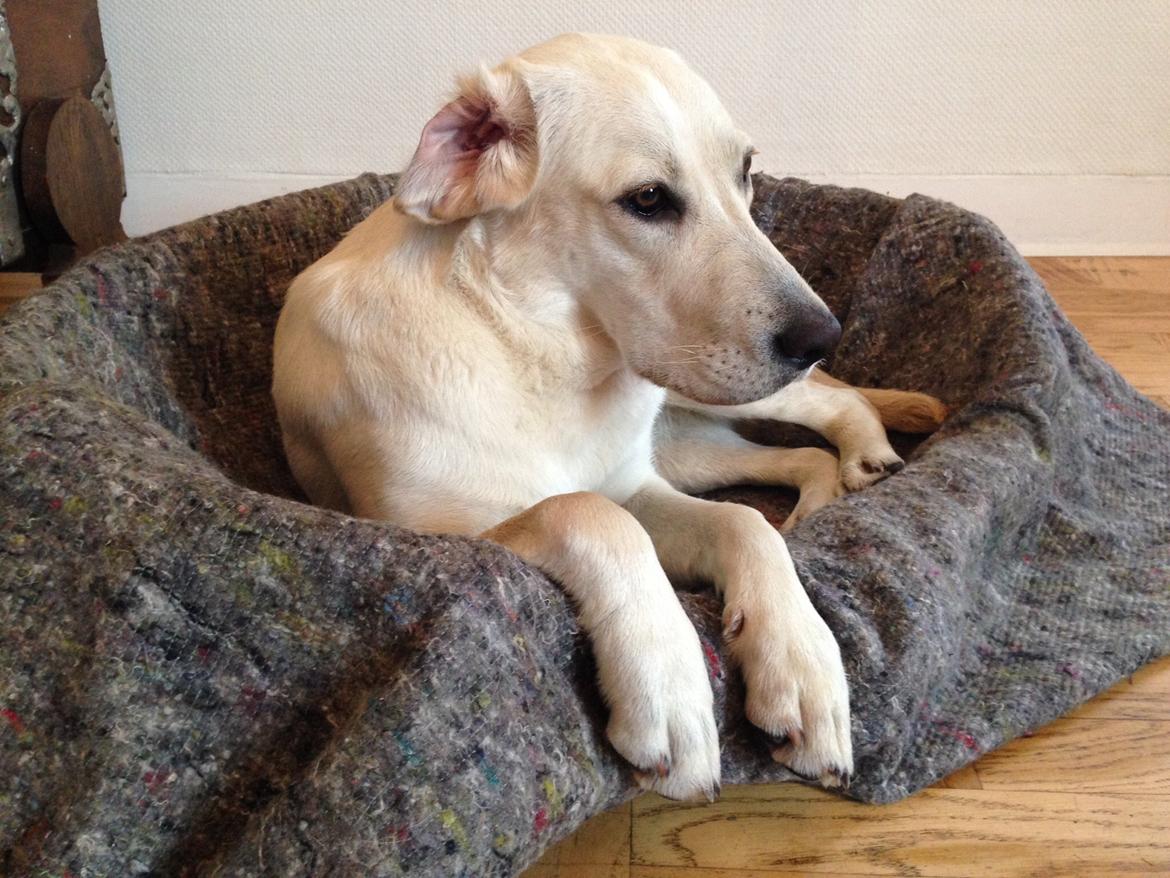 Labrador retriever Sika billede 15