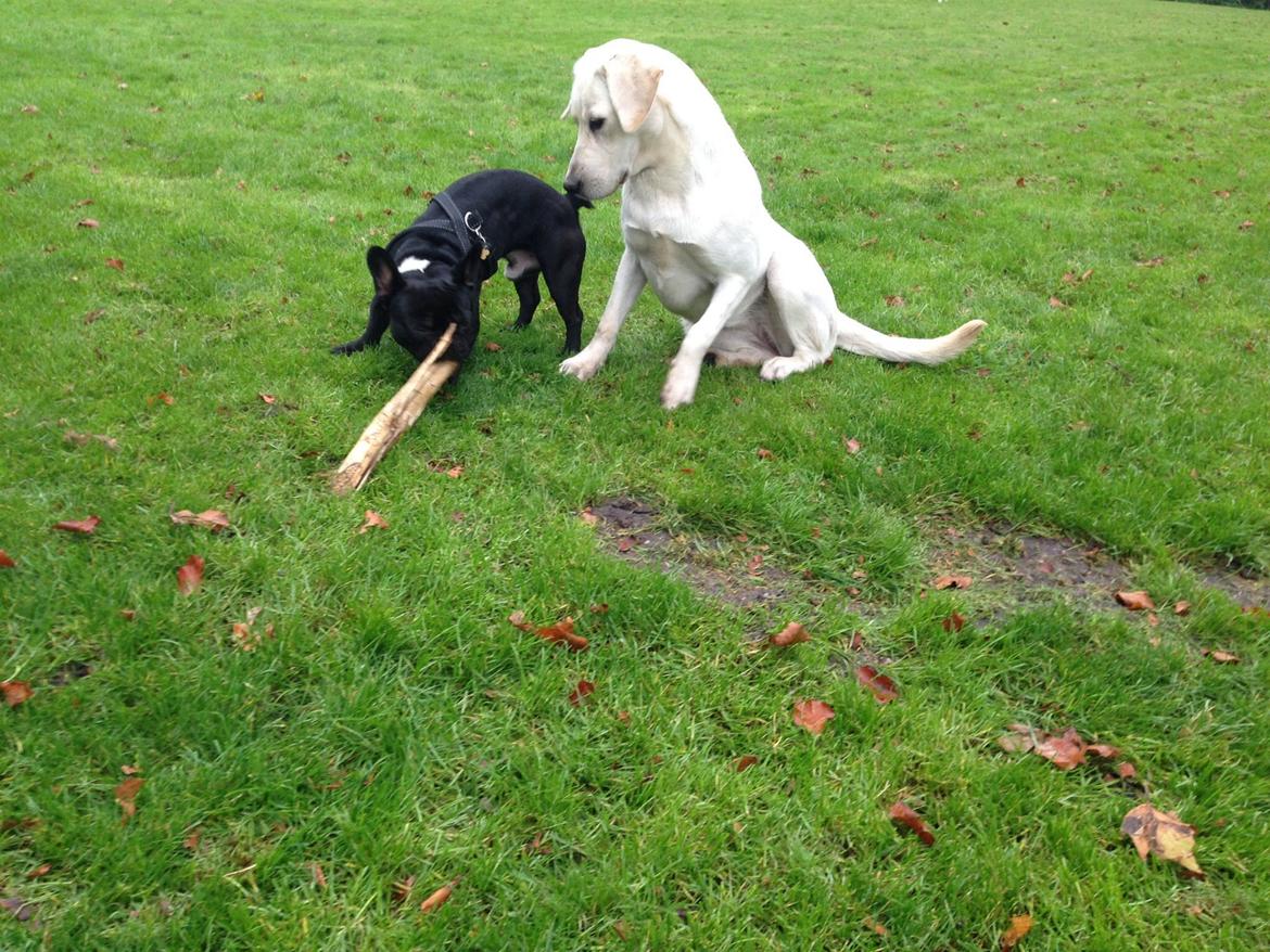 Labrador retriever Sika billede 16