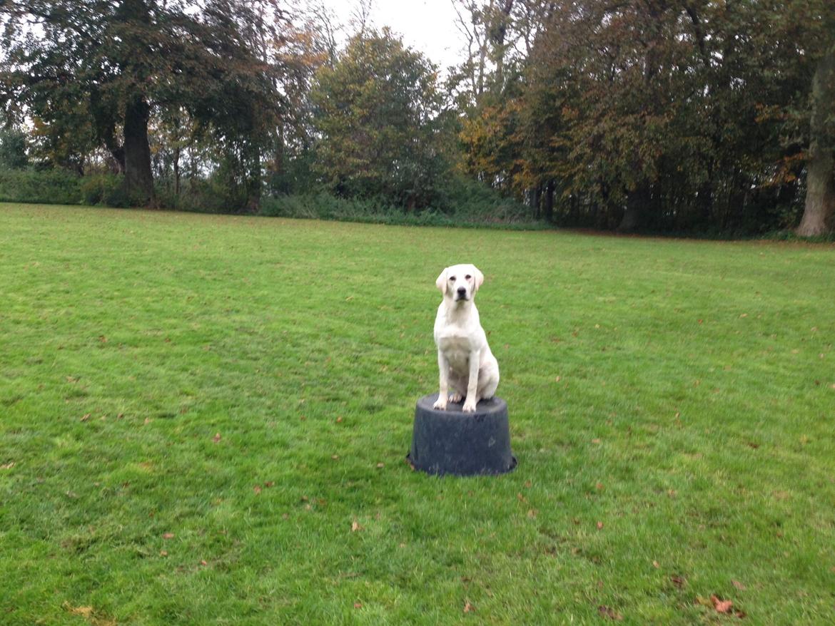 Labrador retriever Sika billede 17