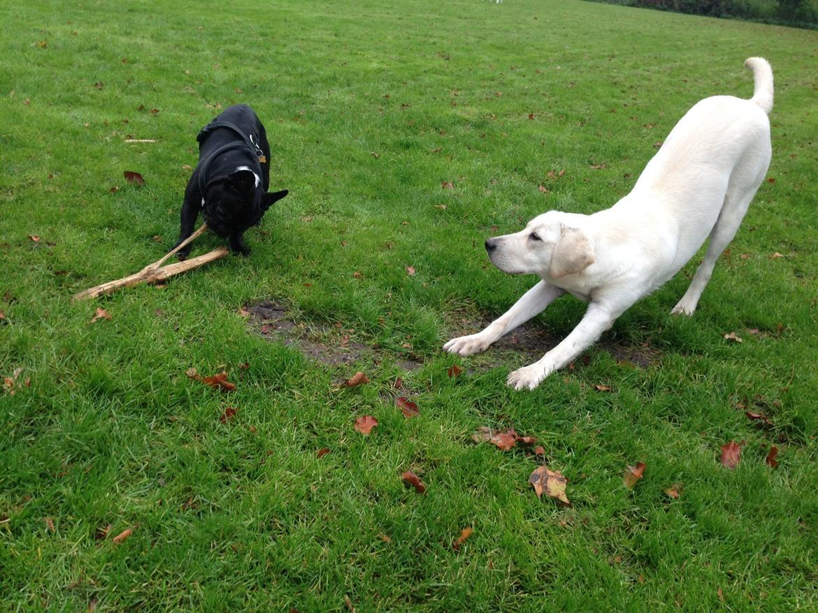 Labrador retriever Sika billede 18