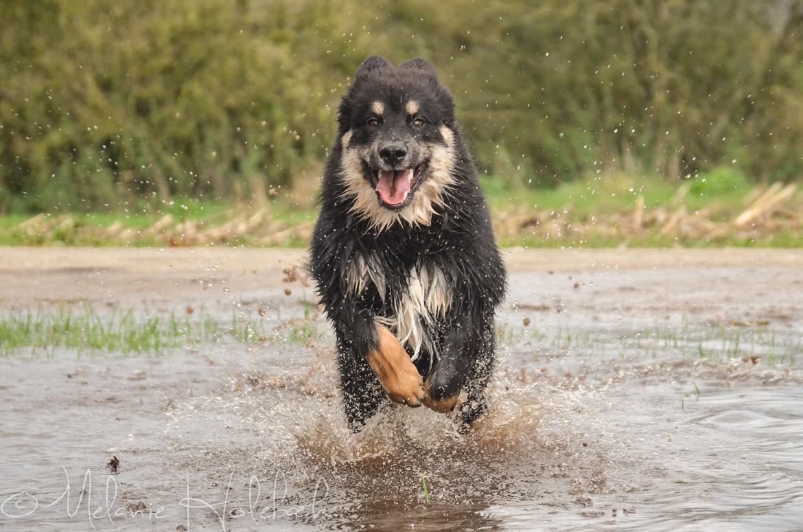 Finsk lapphund INTCH KBHV15 DKKV15 DKV16 Dreamlapin's Ainu billede 23