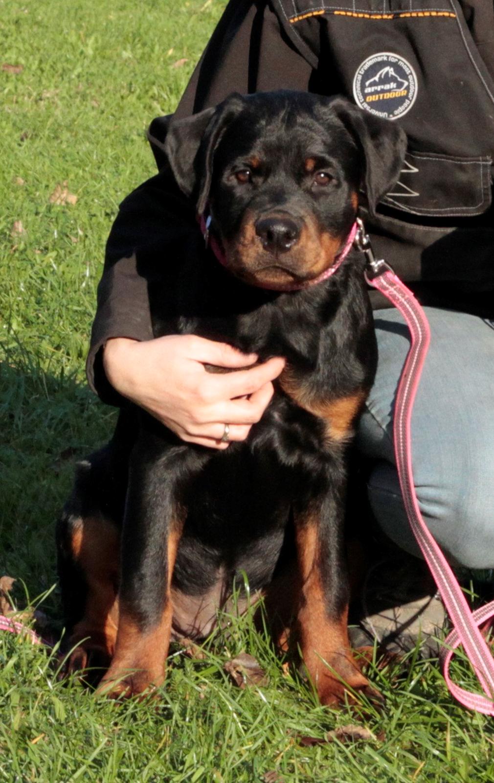 Rottweiler Haiki's Dusk to Dawn billede 1