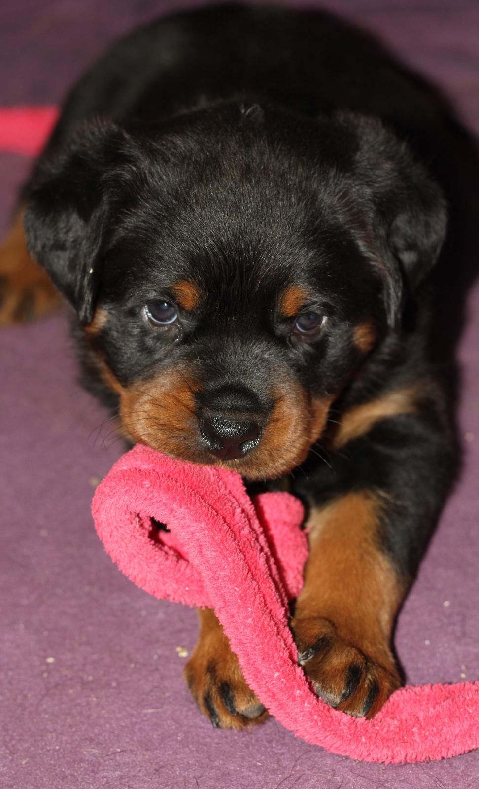 Rottweiler Haiki's Dusk to Dawn billede 3
