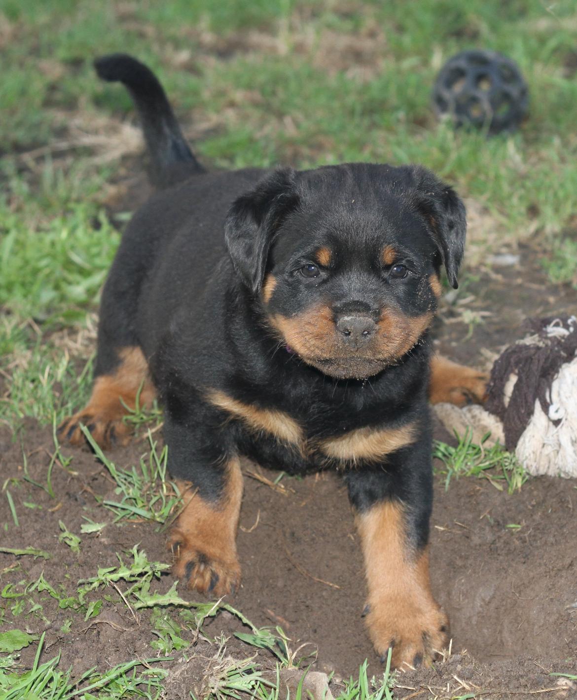 Rottweiler Haiki's Dusk to Dawn billede 5