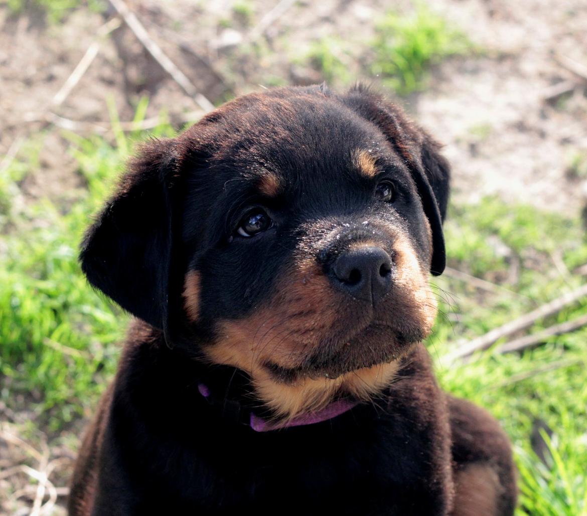 Rottweiler Haiki's Dusk to Dawn billede 6