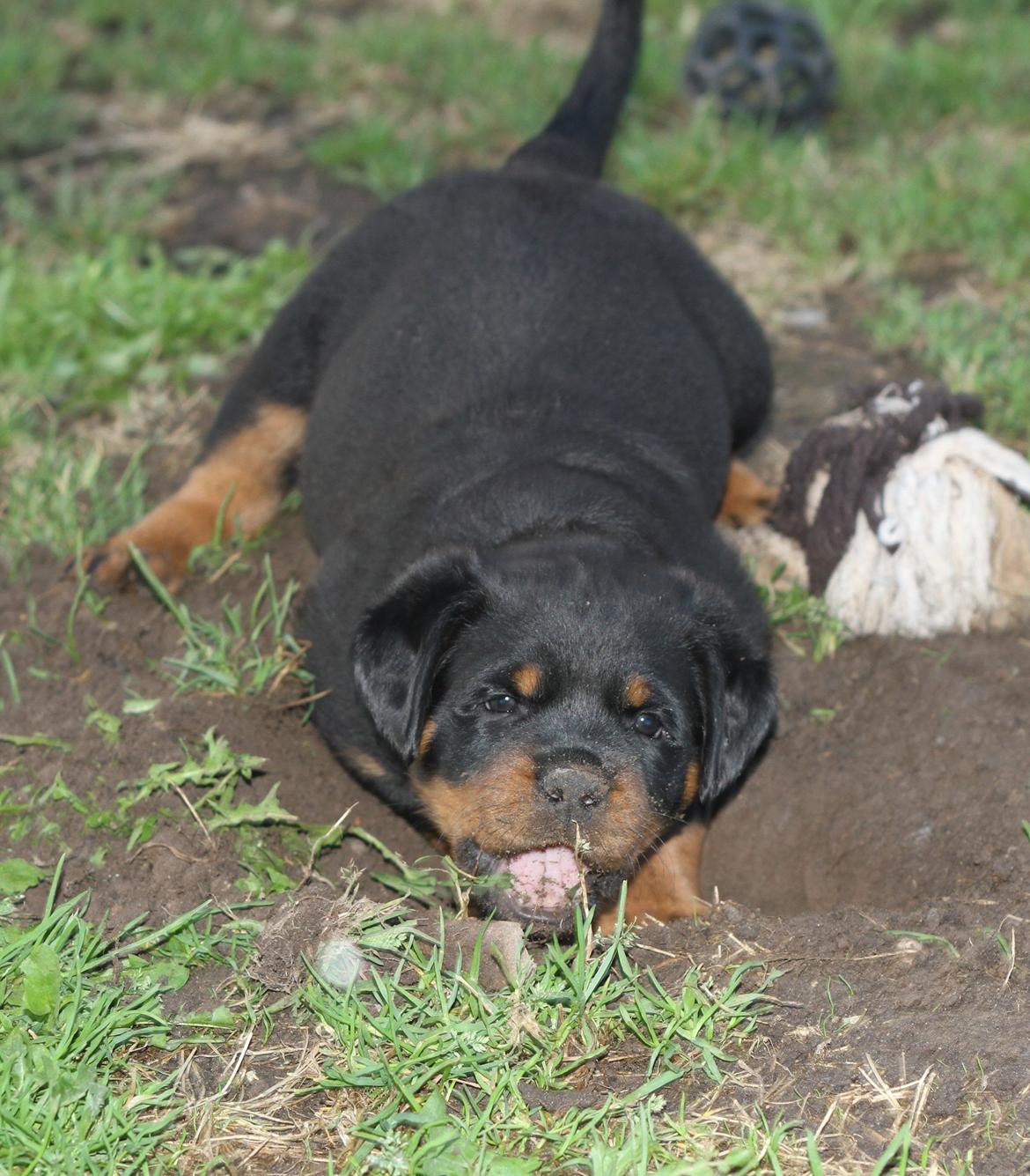 Rottweiler Haiki's Dusk to Dawn billede 4