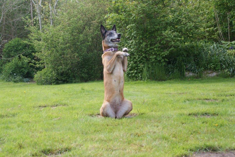 Malinois Era billede 2