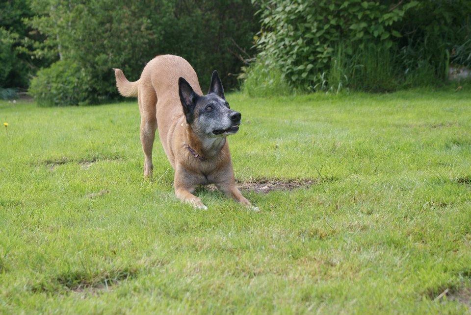 Malinois Era billede 3