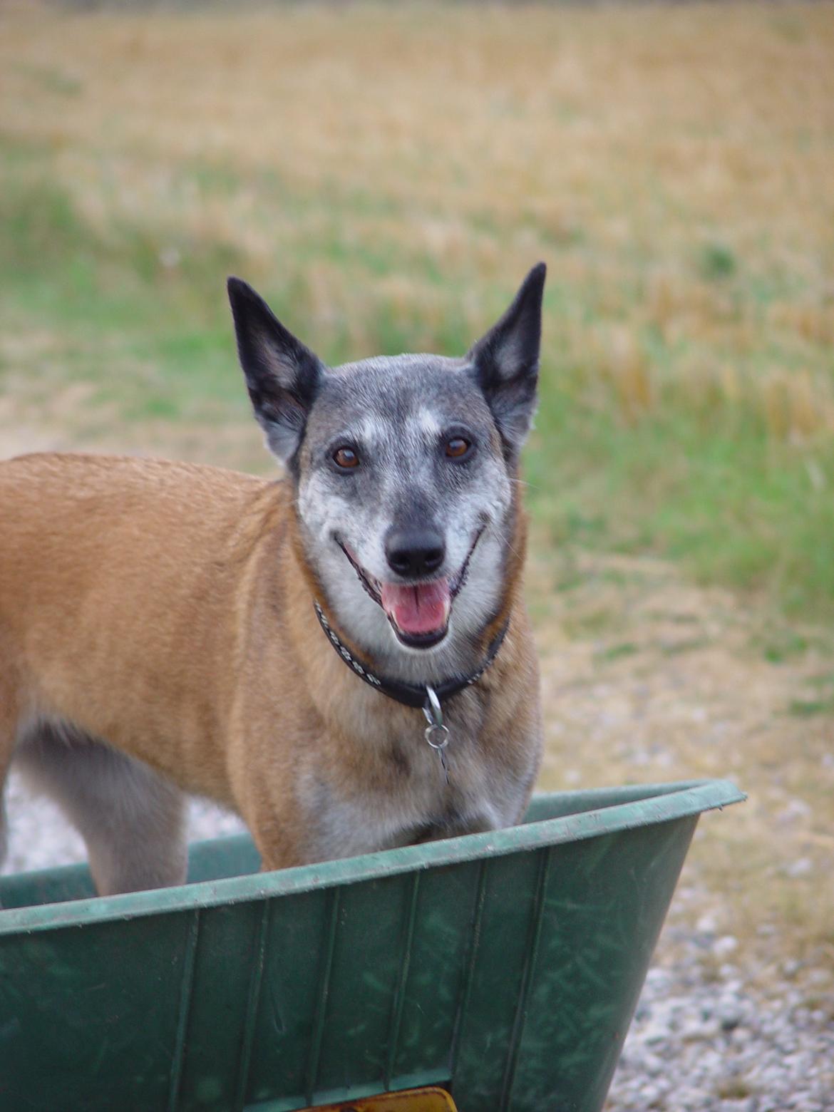 Malinois Era billede 4