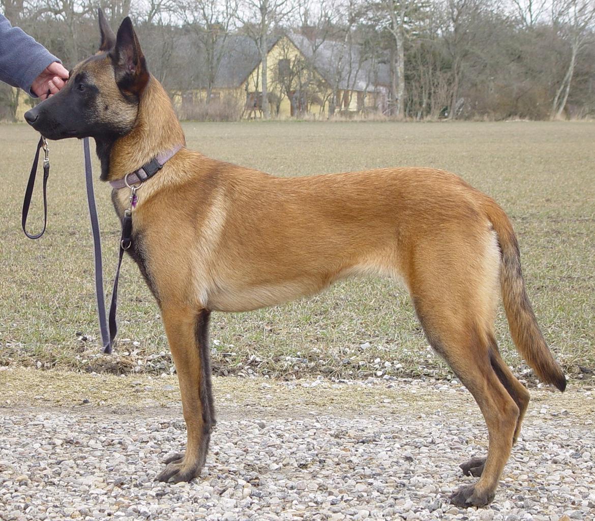 Malinois Era billede 5
