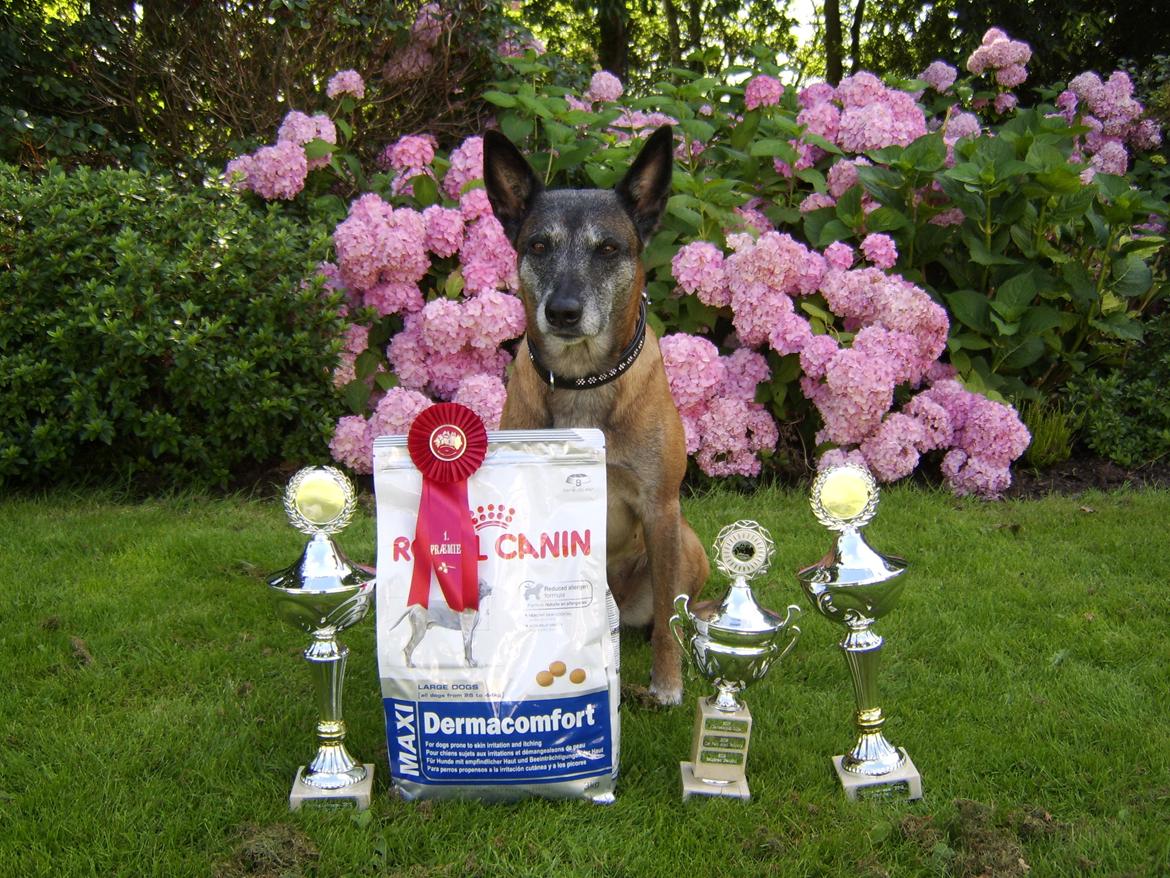 Malinois Era billede 1