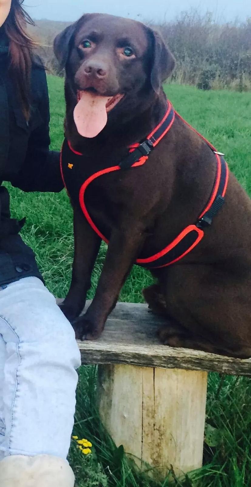 Labrador retriever Aslan billede 23