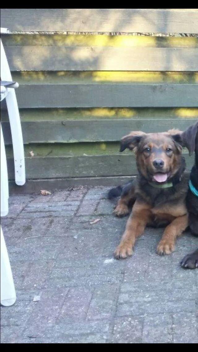 Blanding af racer Zako billede 15