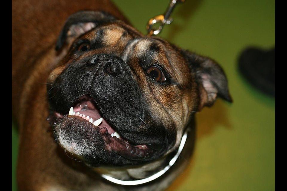 Olde english bulldogge Lise billede 1