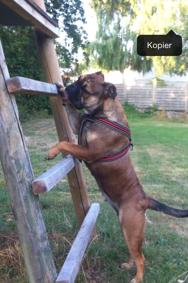 Olde english bulldogge Lise billede 2