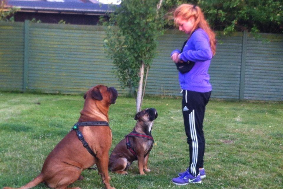 Olde english bulldogge Lise billede 3