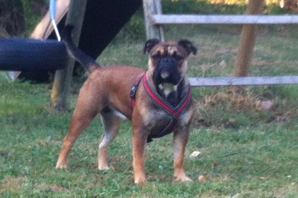 Olde english bulldogge Lise billede 4