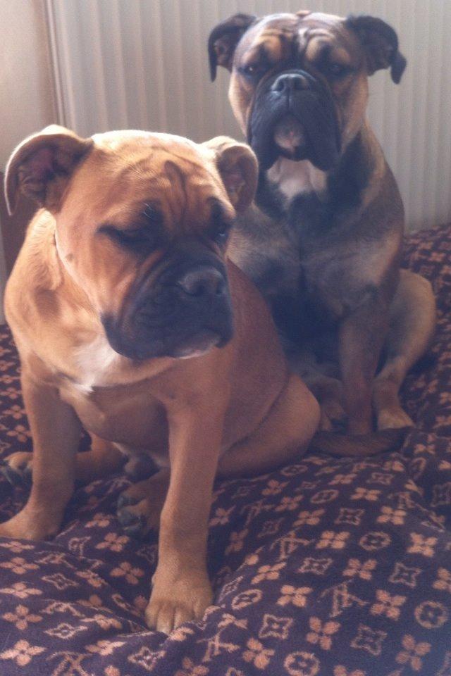 Olde english bulldogge Lise billede 5