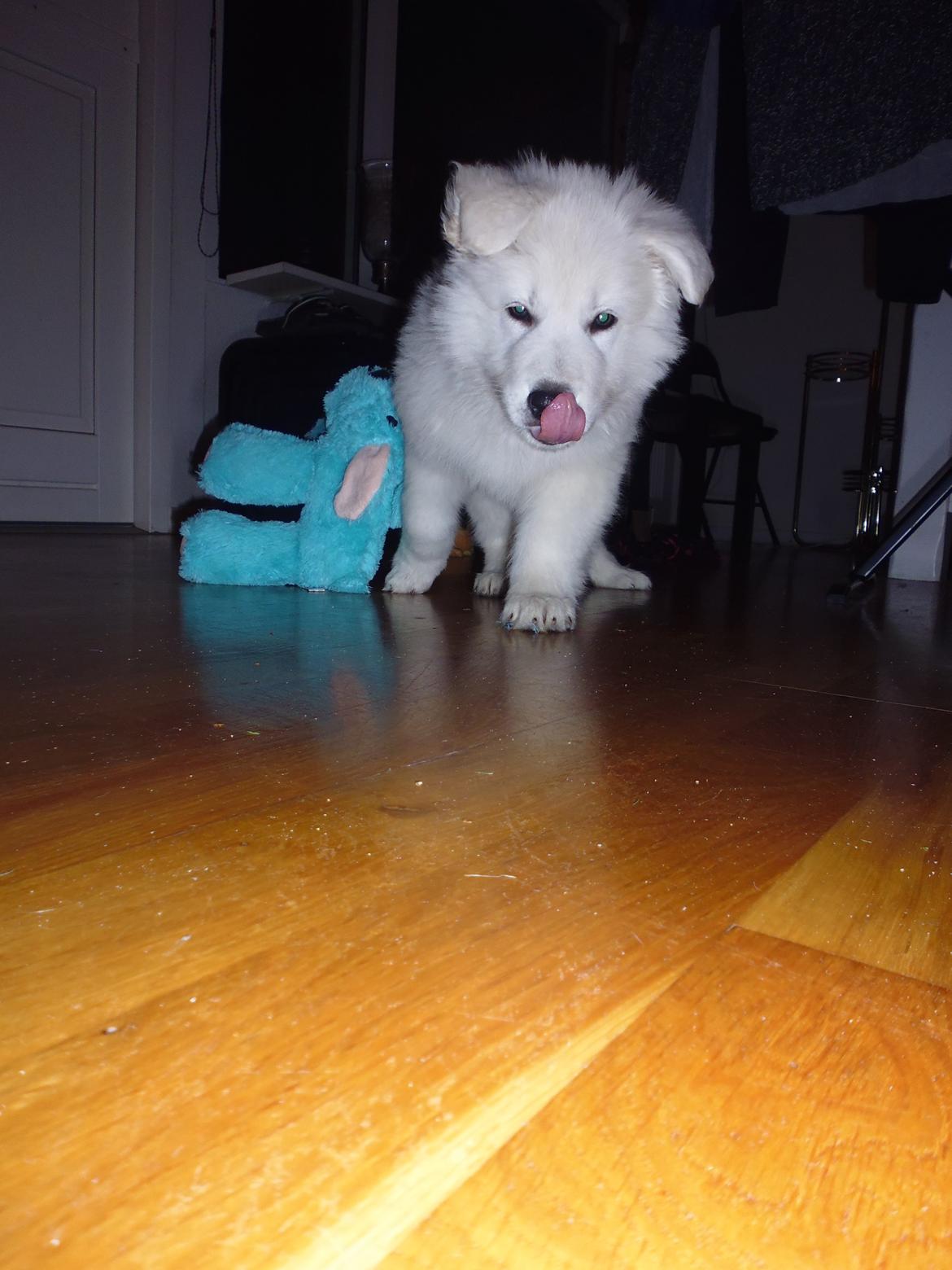 Hvid schæfer Mesh billede 10