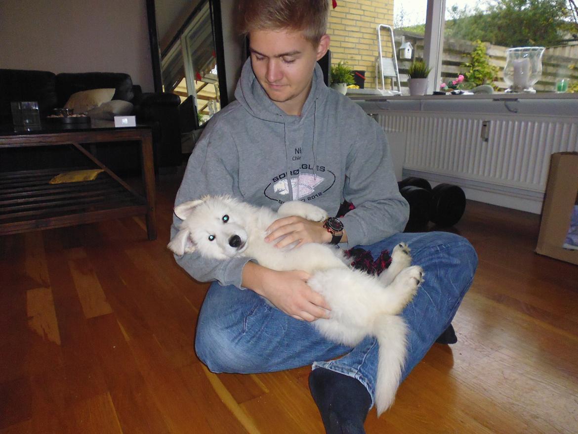 Hvid schæfer Mesh billede 12