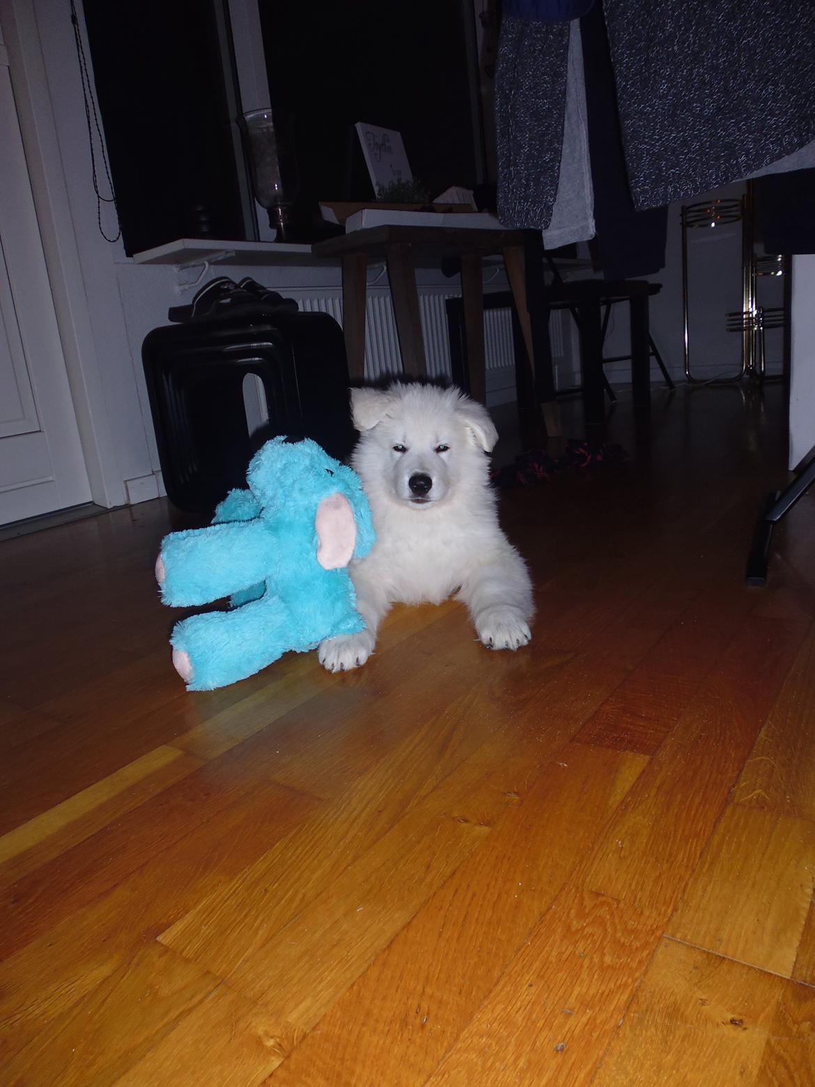 Hvid schæfer Mesh billede 15