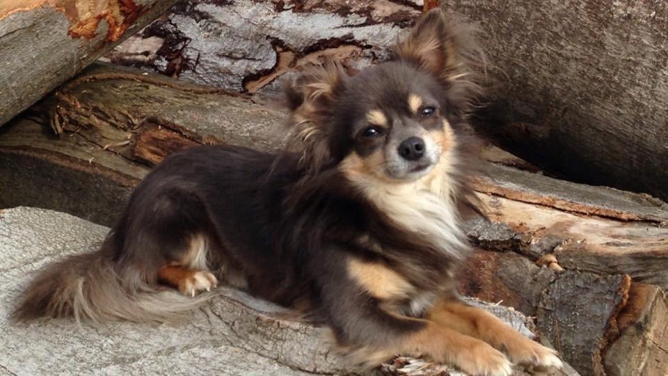 Chihuahua Badu billede 13