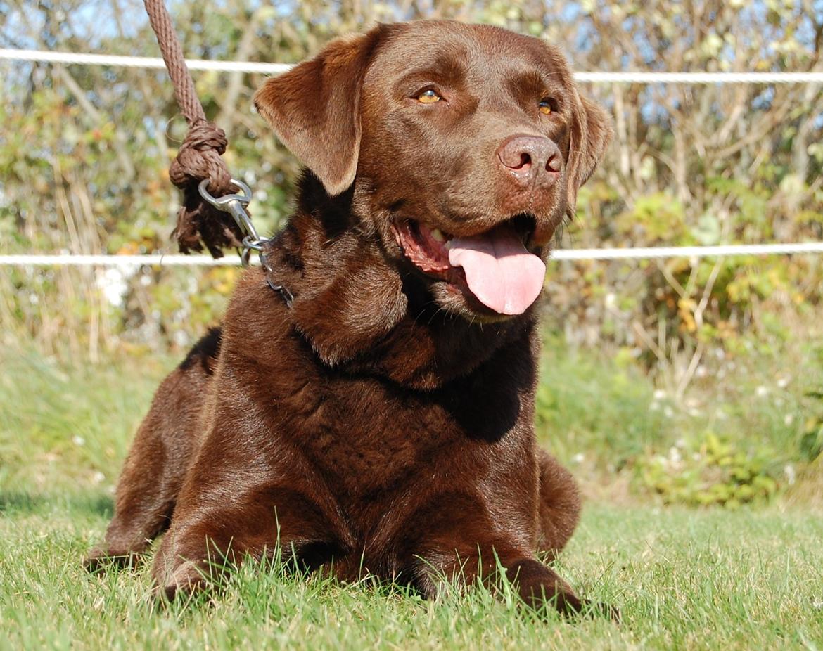 Labrador retriever Max (Verdens bedste hund) <3 - Fotogen, det er han!<3 billede 4