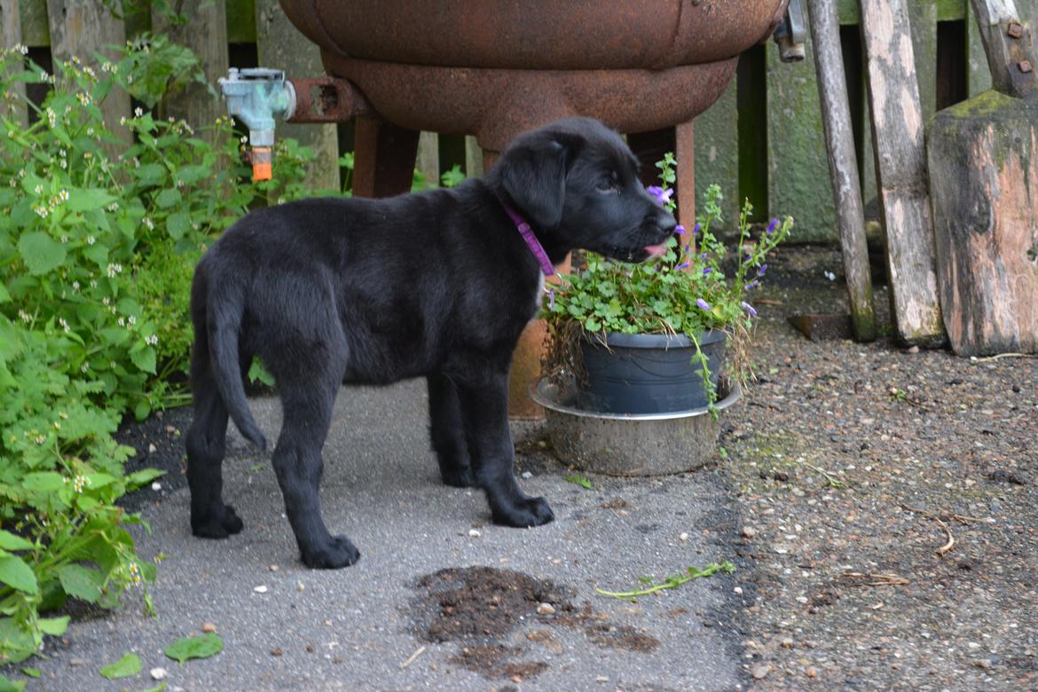 Blanding af racer Malou billede 11