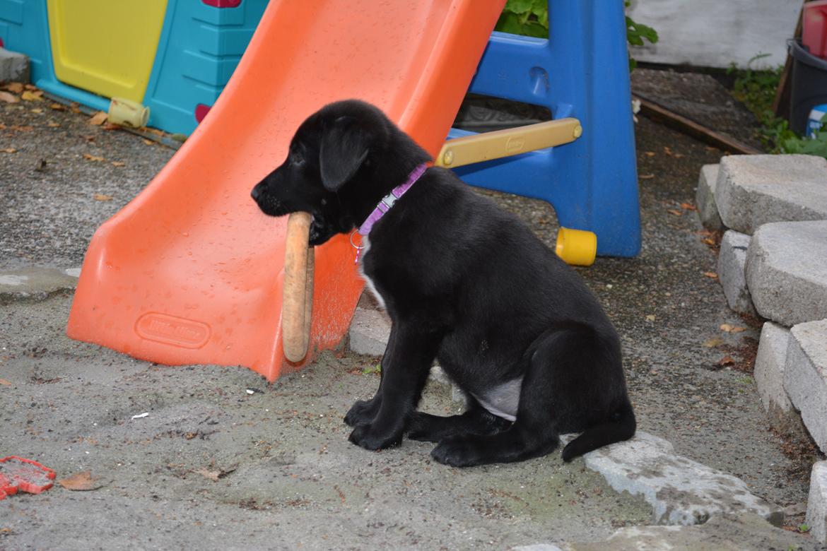 Blanding af racer Malou billede 12