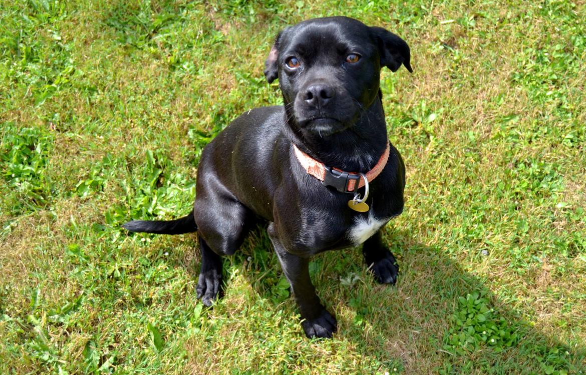 Blanding af racer Malou billede 1