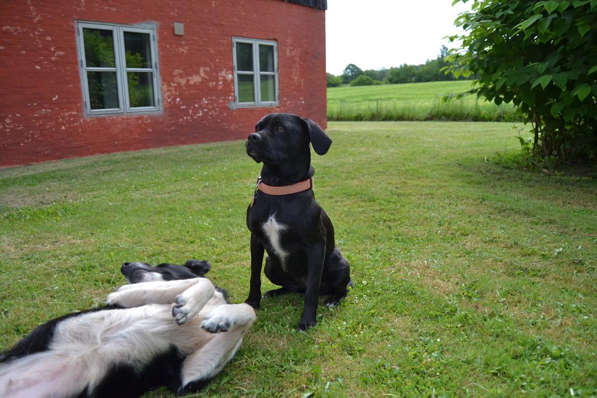 Blanding af racer Malou billede 2