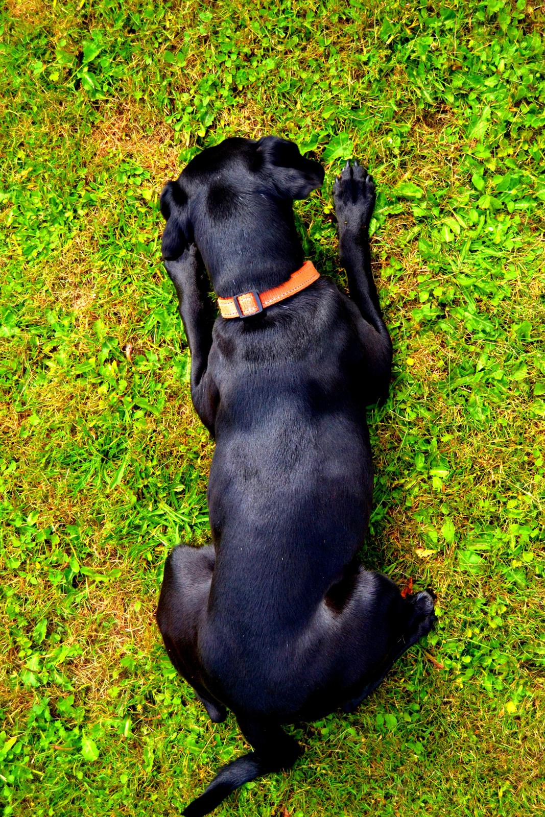 Blanding af racer Malou billede 3