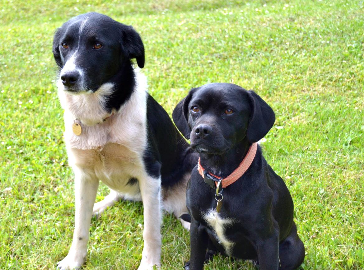 Blanding af racer Malou billede 4