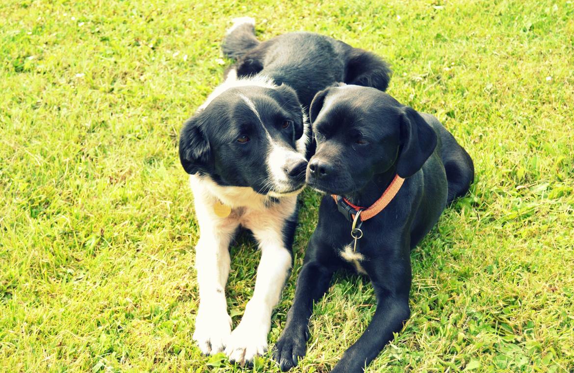 Blanding af racer Malou billede 5